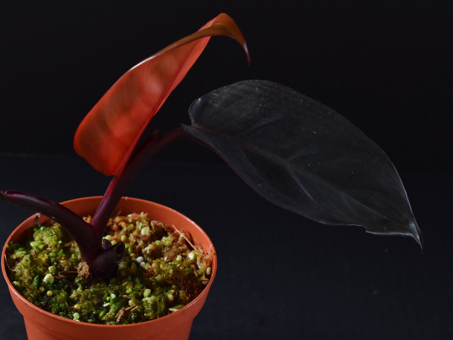 Philodendron ‘Royal Queen’