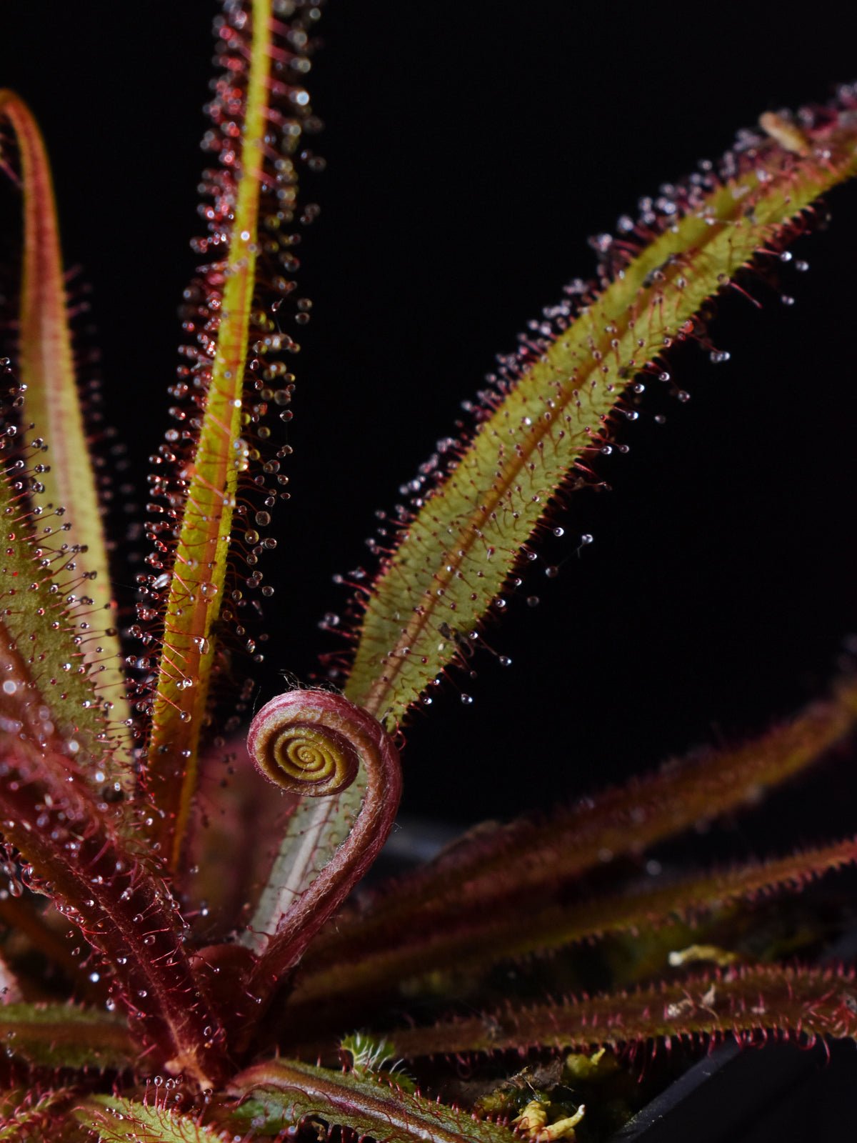 Drosera Care Guide: – Jurassic Plants PR