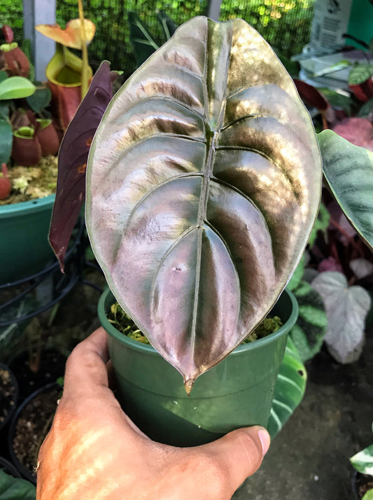 Alocasias Care Guide