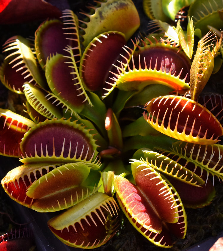Venus Flytraps (Dionaea muscipula)