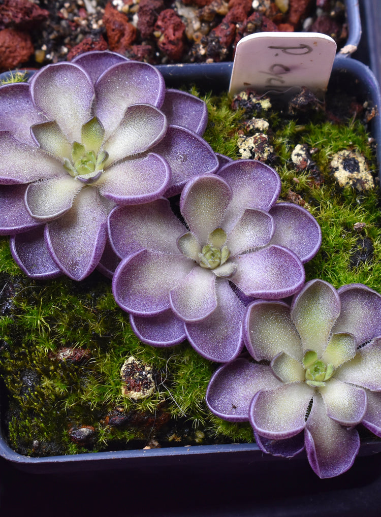Pinguicula (Butterworts)