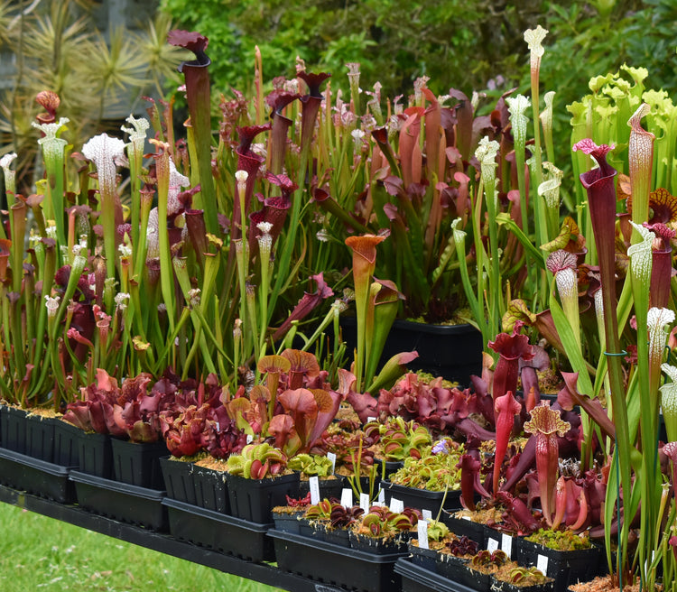 Sarracenia (American Pitcher Plants)