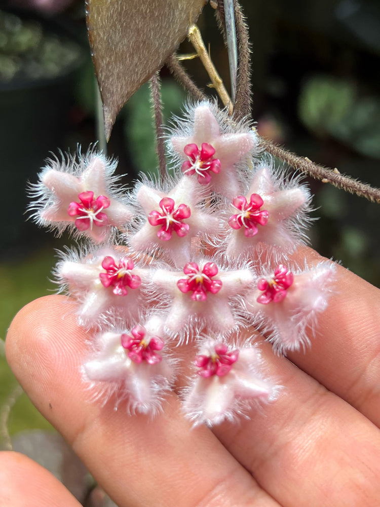 Hoya