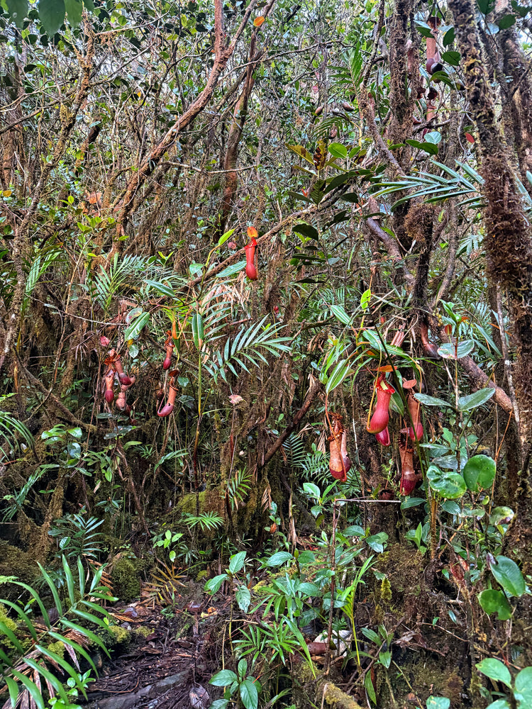 Nepenthes (Tropical Pitcher Plants)