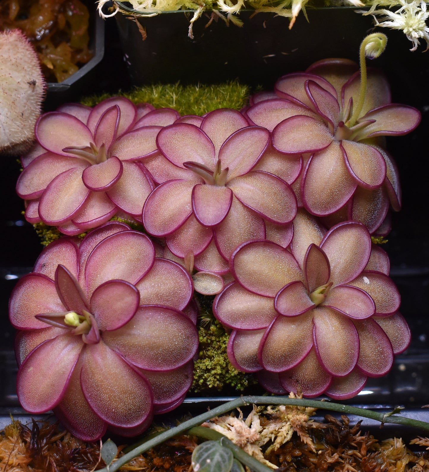 P. laueana x emarginata