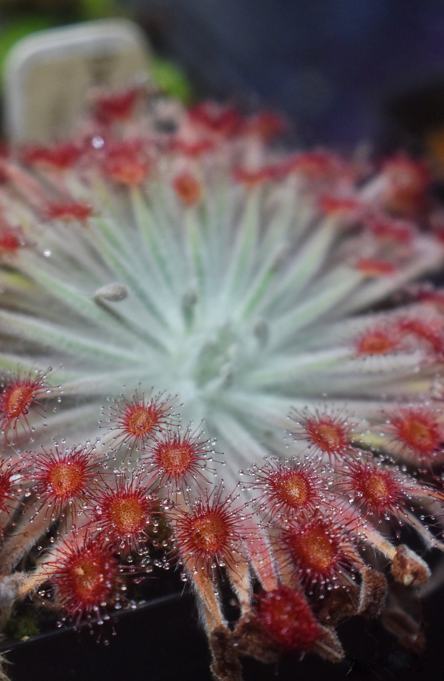 Drosera ordensis