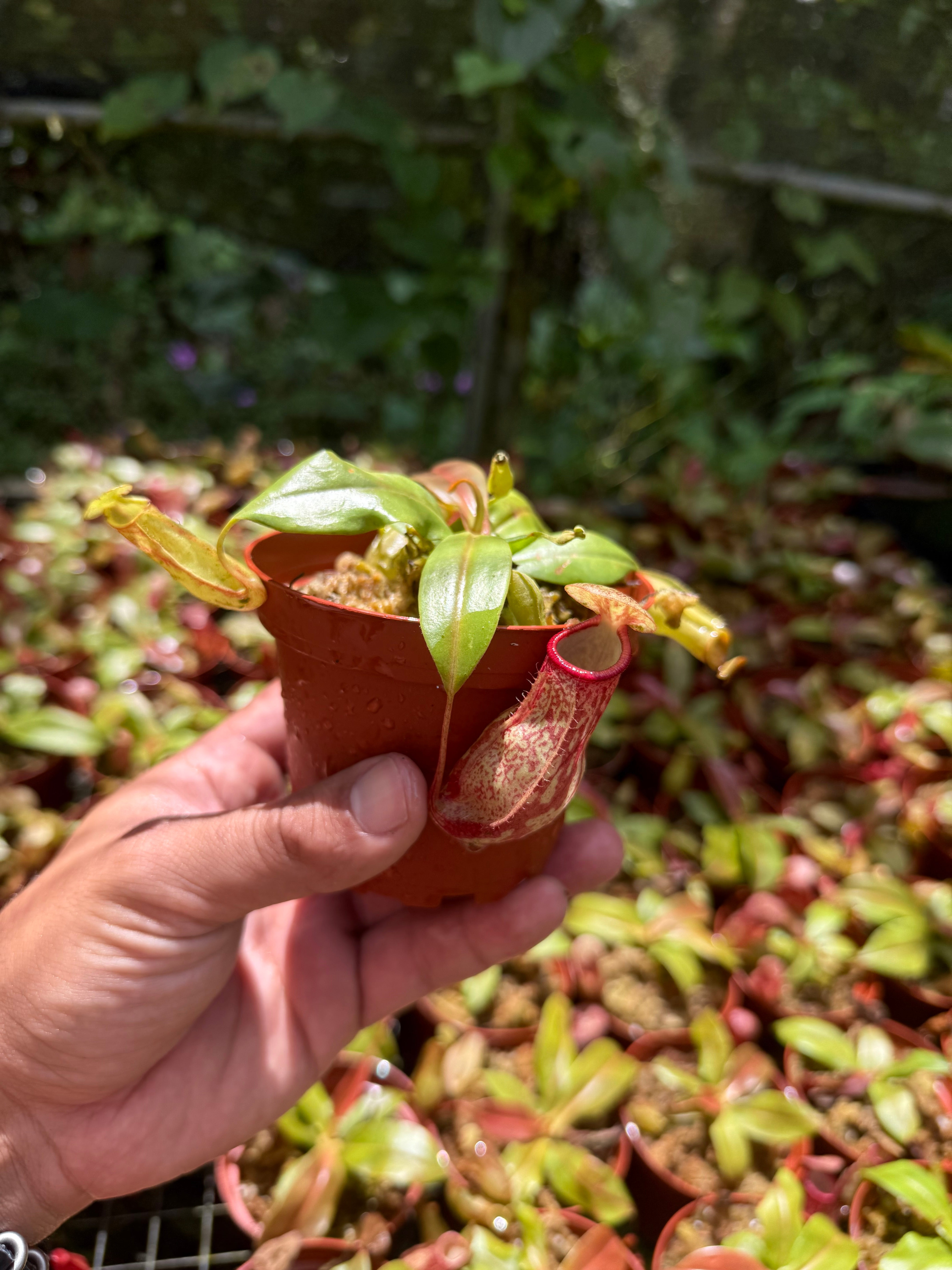 T. ionantha ‘Medio-Picta' T'S TROPICALS Nepenthes 'St Gaya' – Jurassic Plants PR