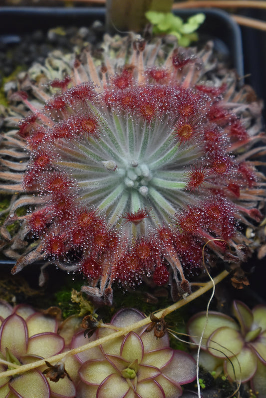 Drosera ordensis