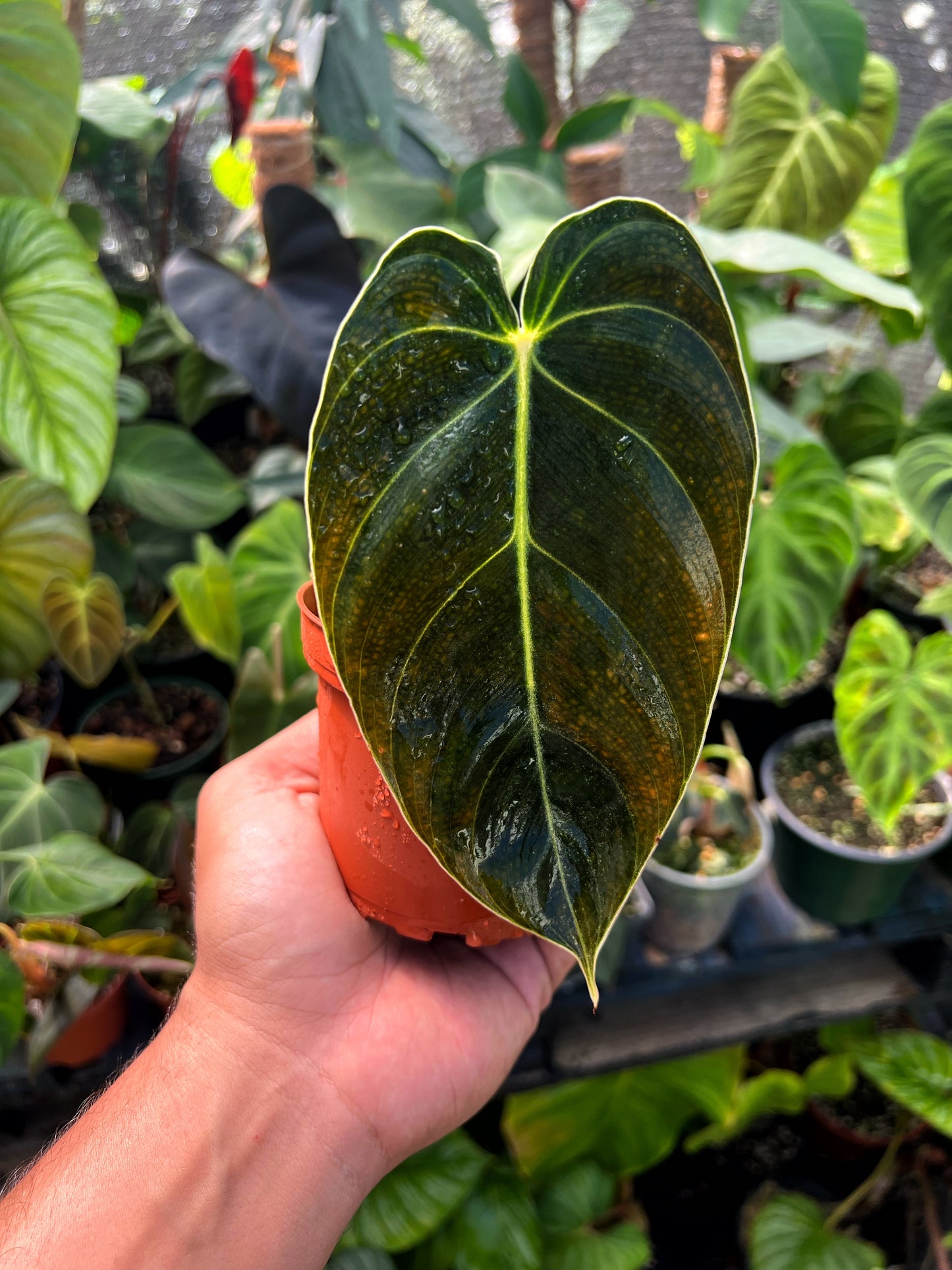 Philodendron melanochrysum