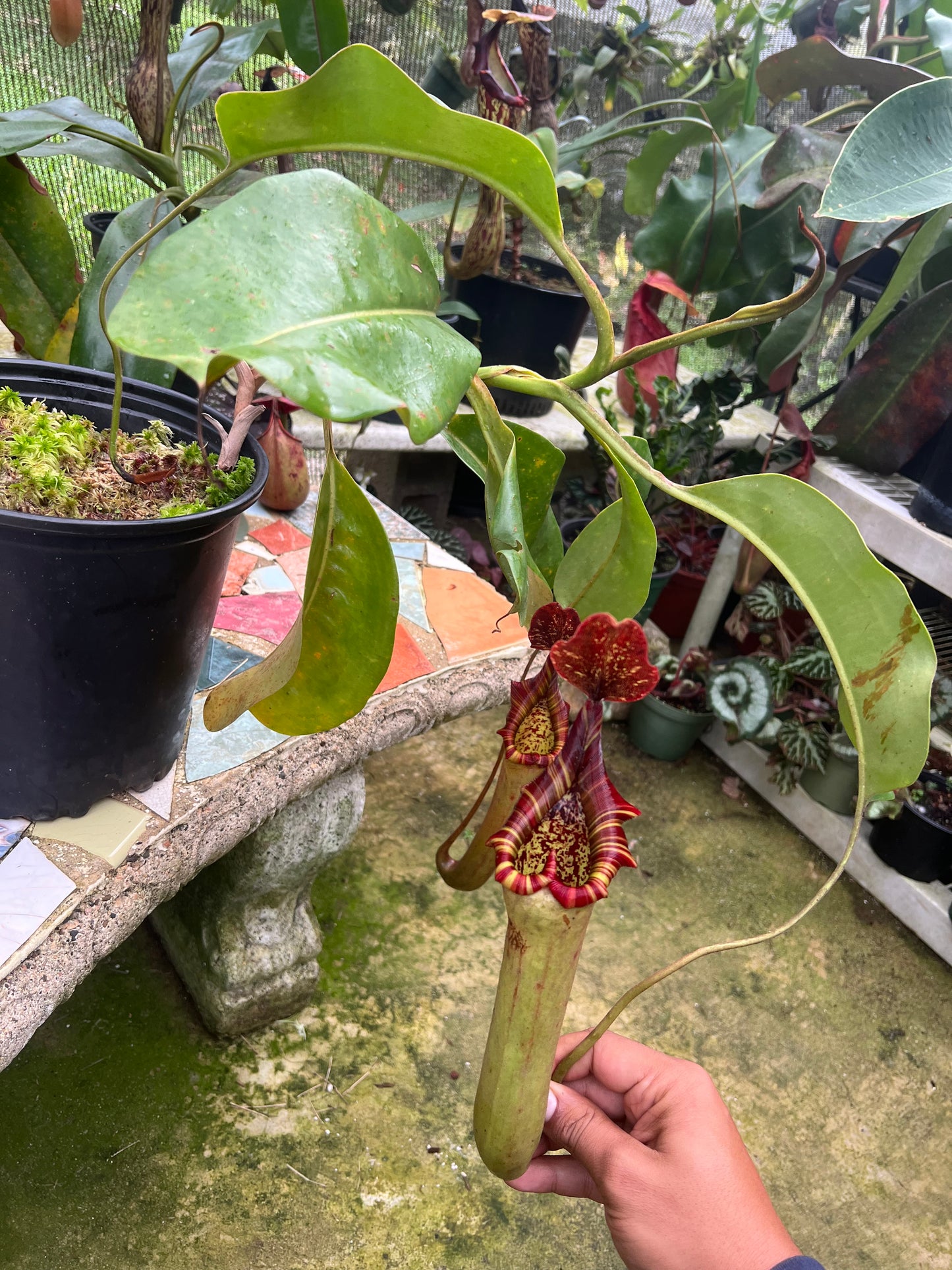 Nepenthes ‘Song of Melancholy’ x truncata