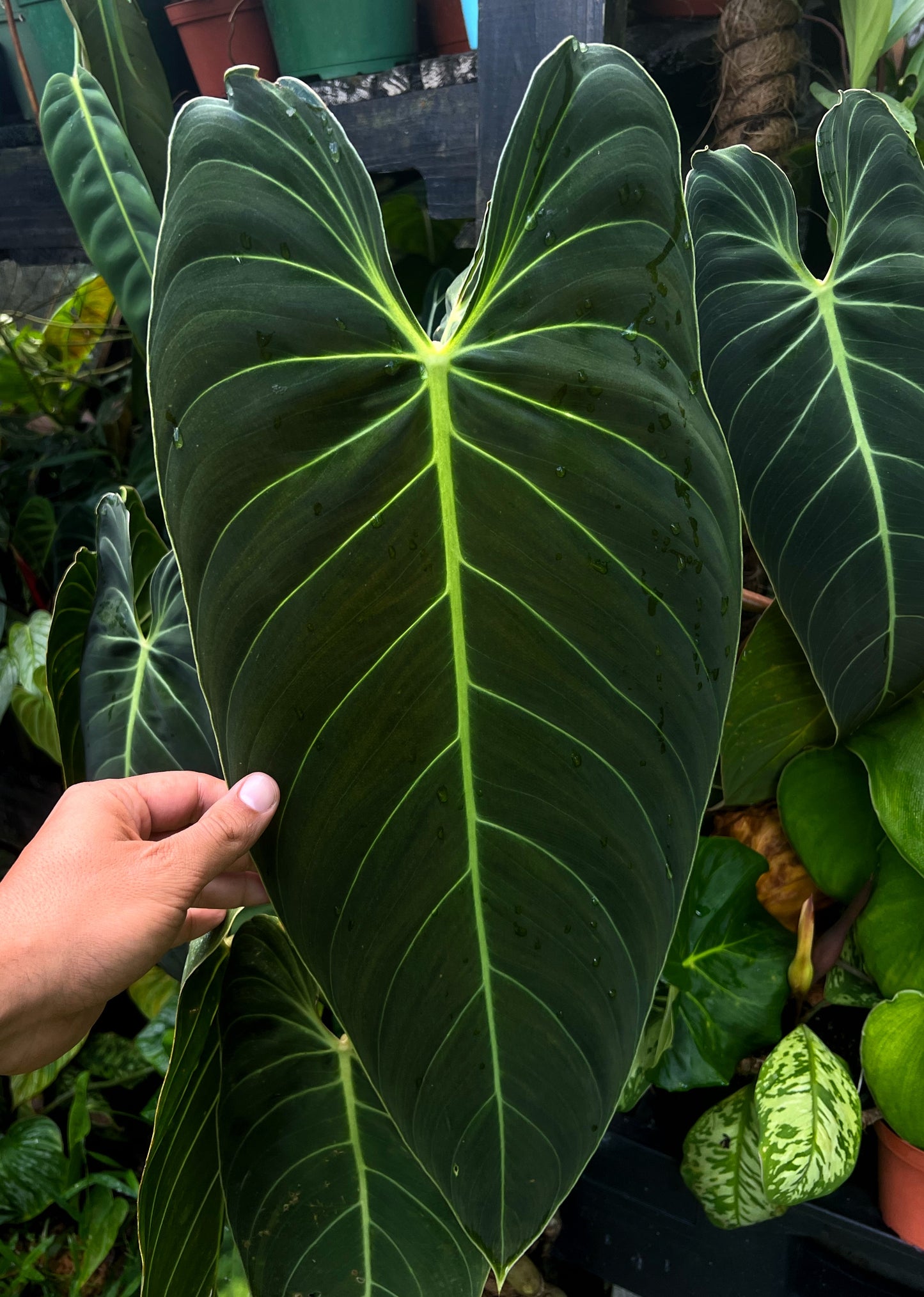 Philodendron melanochrysum