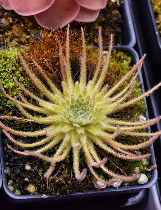Pinguicula gypsicola