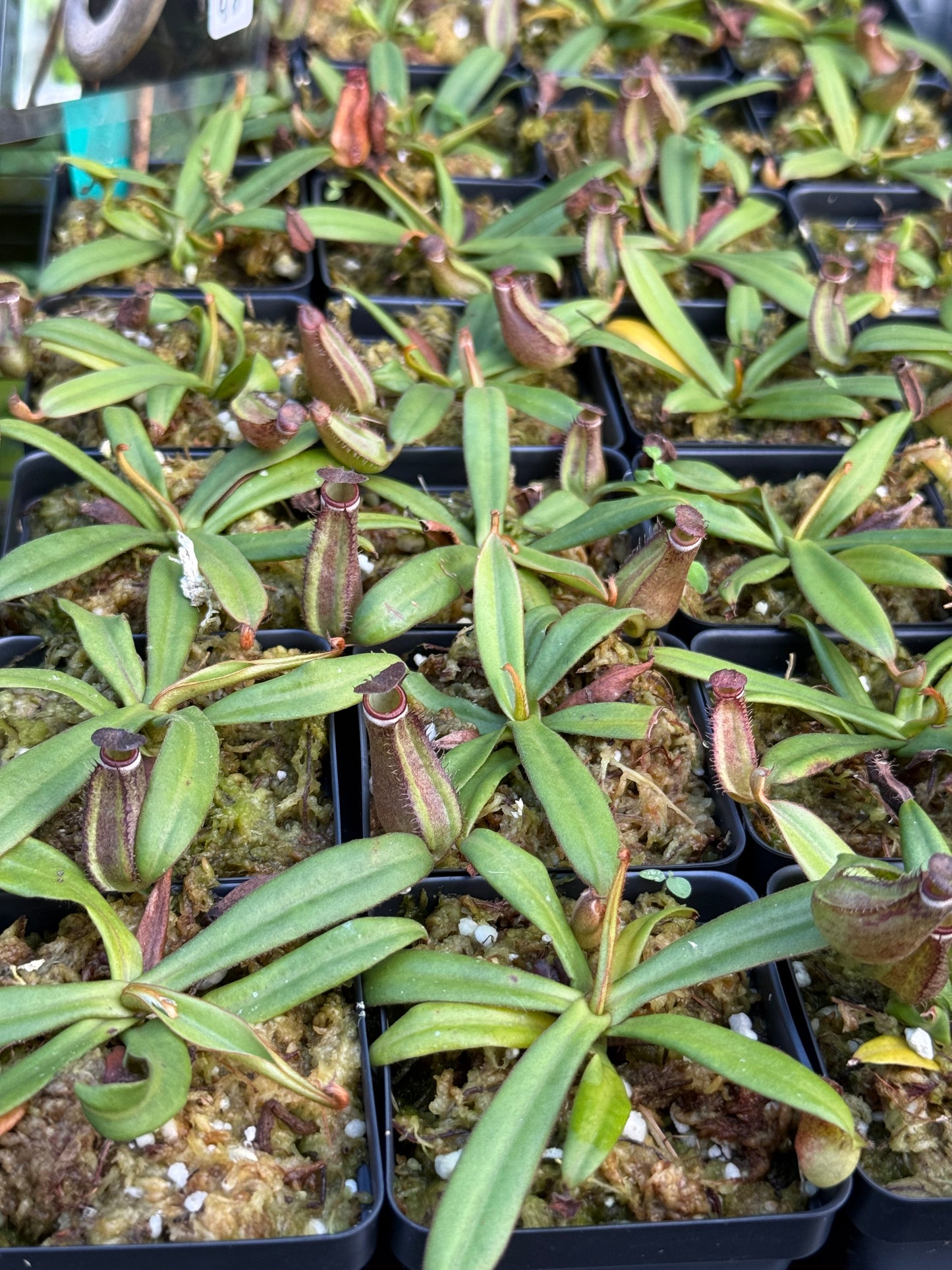 Nepenthes albomarginata Kuching spotted (Black)