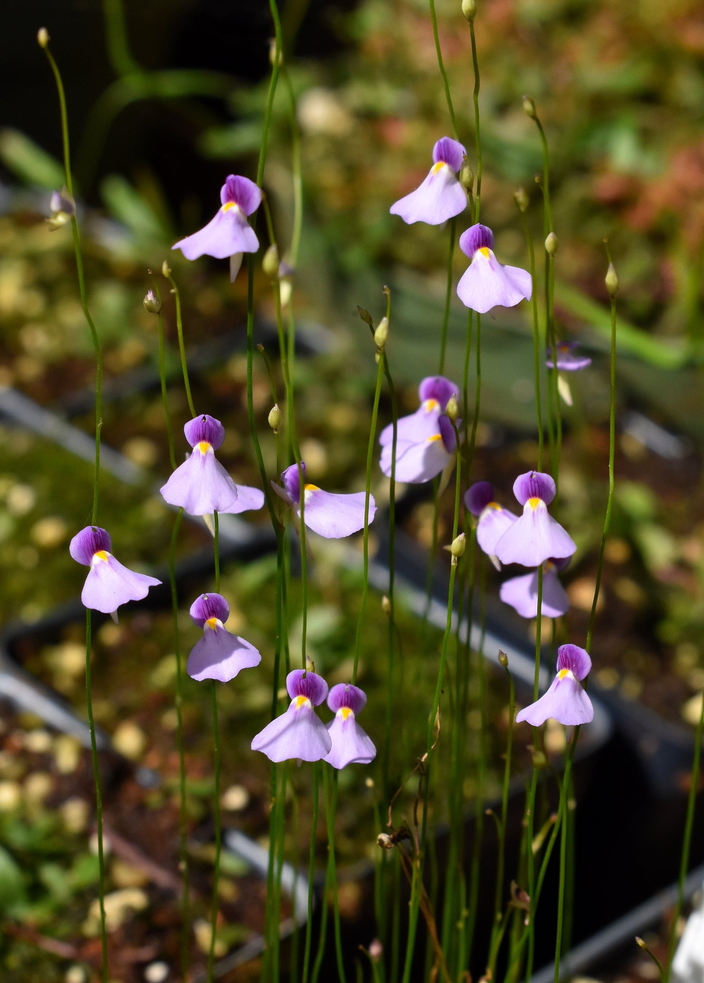 Utricularia blanchetii