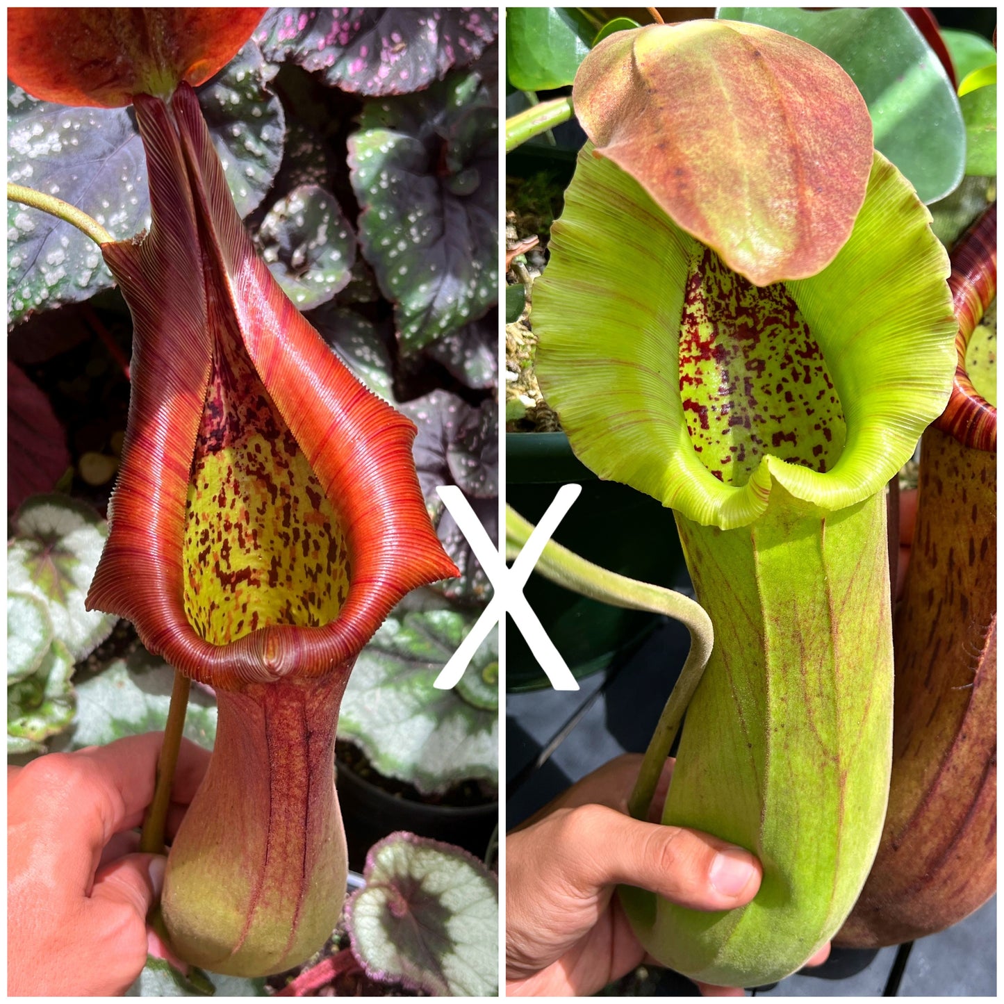 Nepenthes truncata Seed-grown