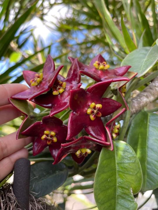 Hoya affinis ‘Red’