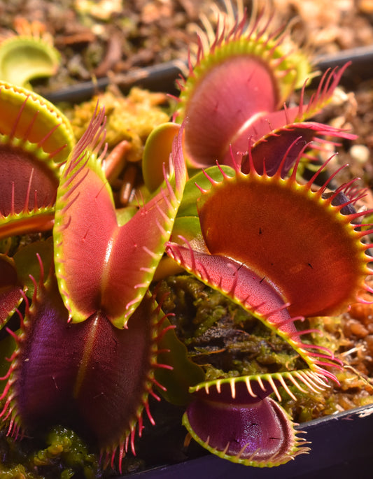 Venus Flytrap B52 (Dionaea muscipula)