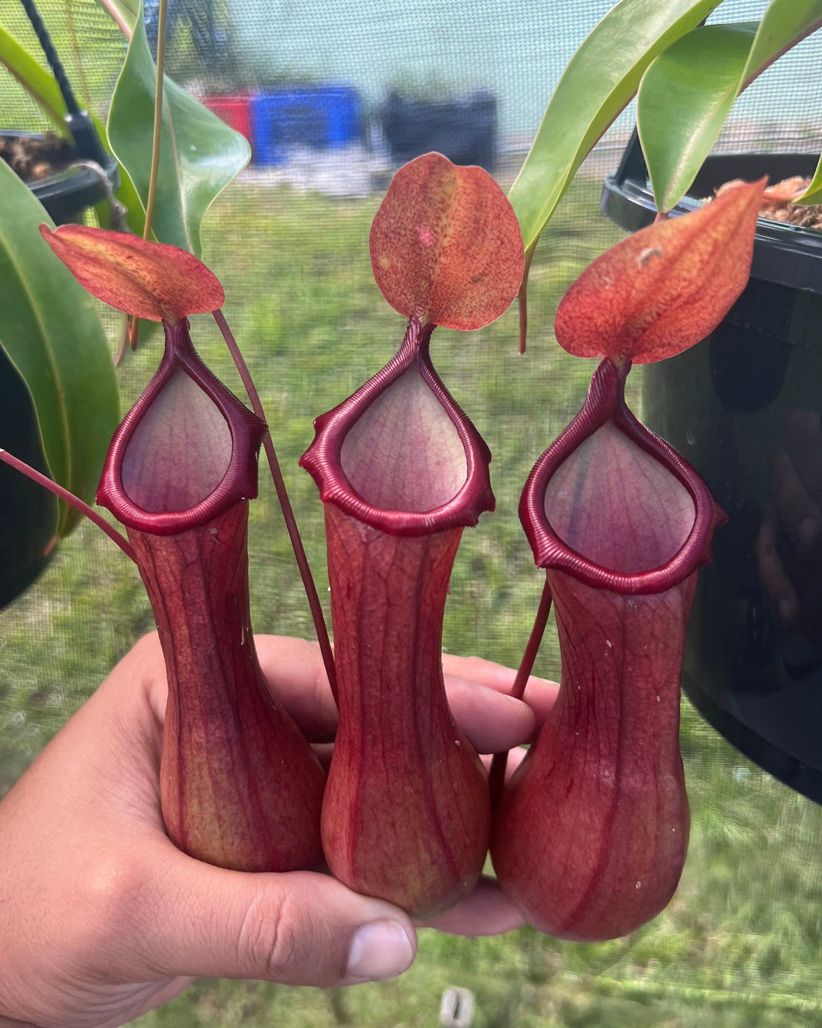 Nepenthes ventrata