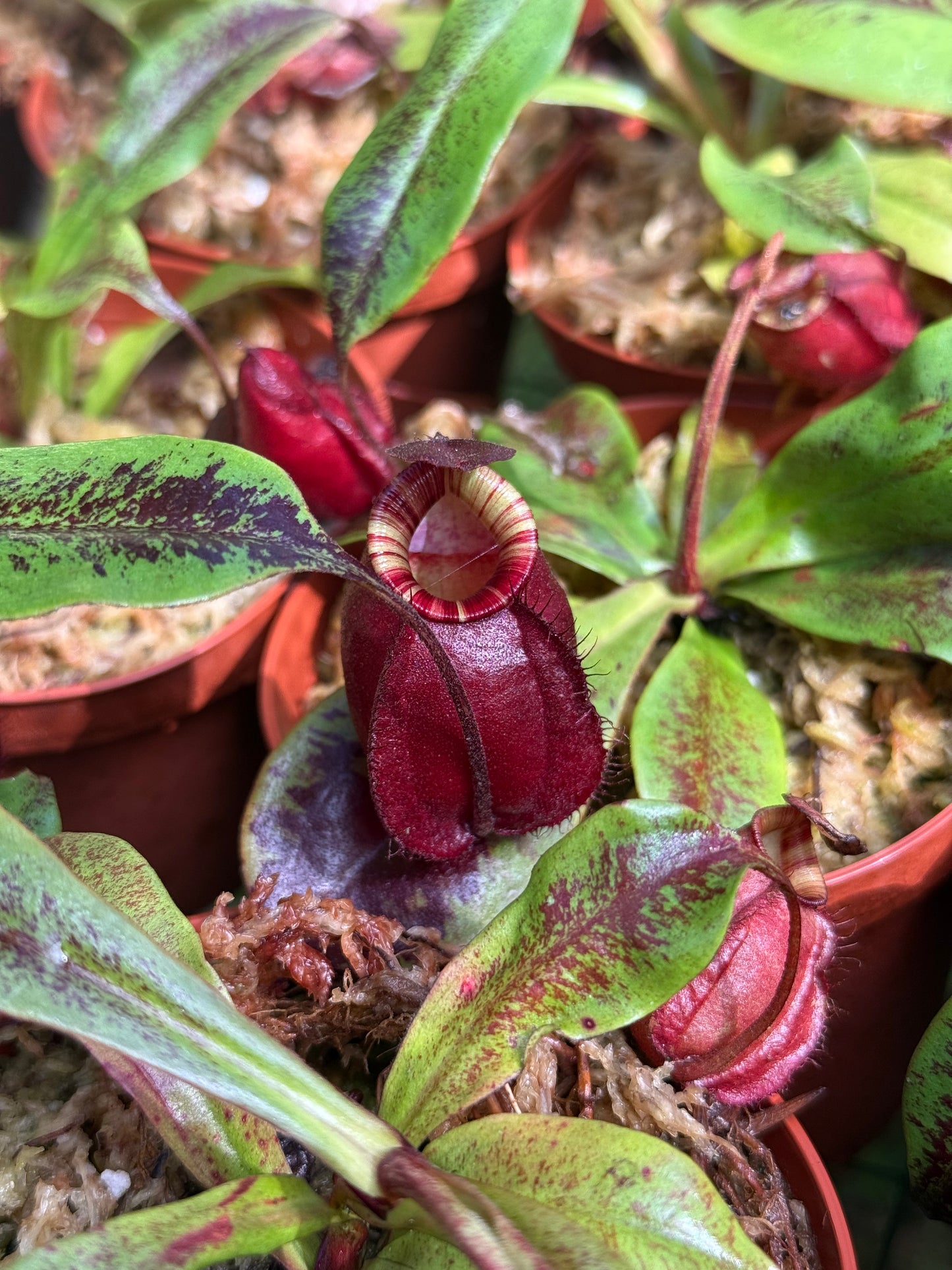 Nepenthes Viking x ampullaria ‘Black Miracle’
