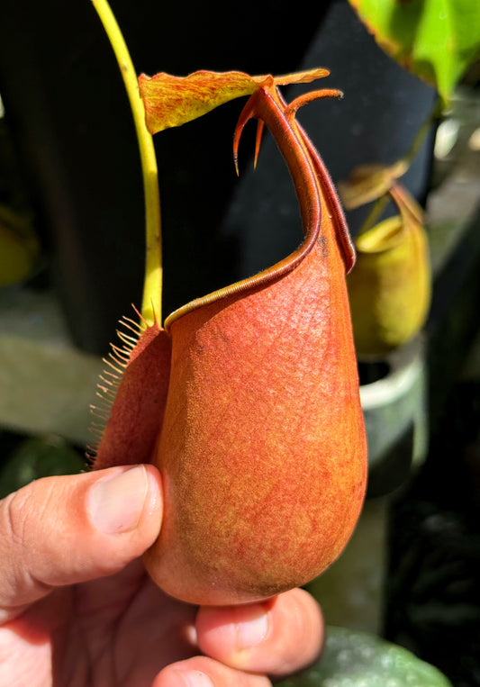 Nepenthes bicalcarata Seed-Grown