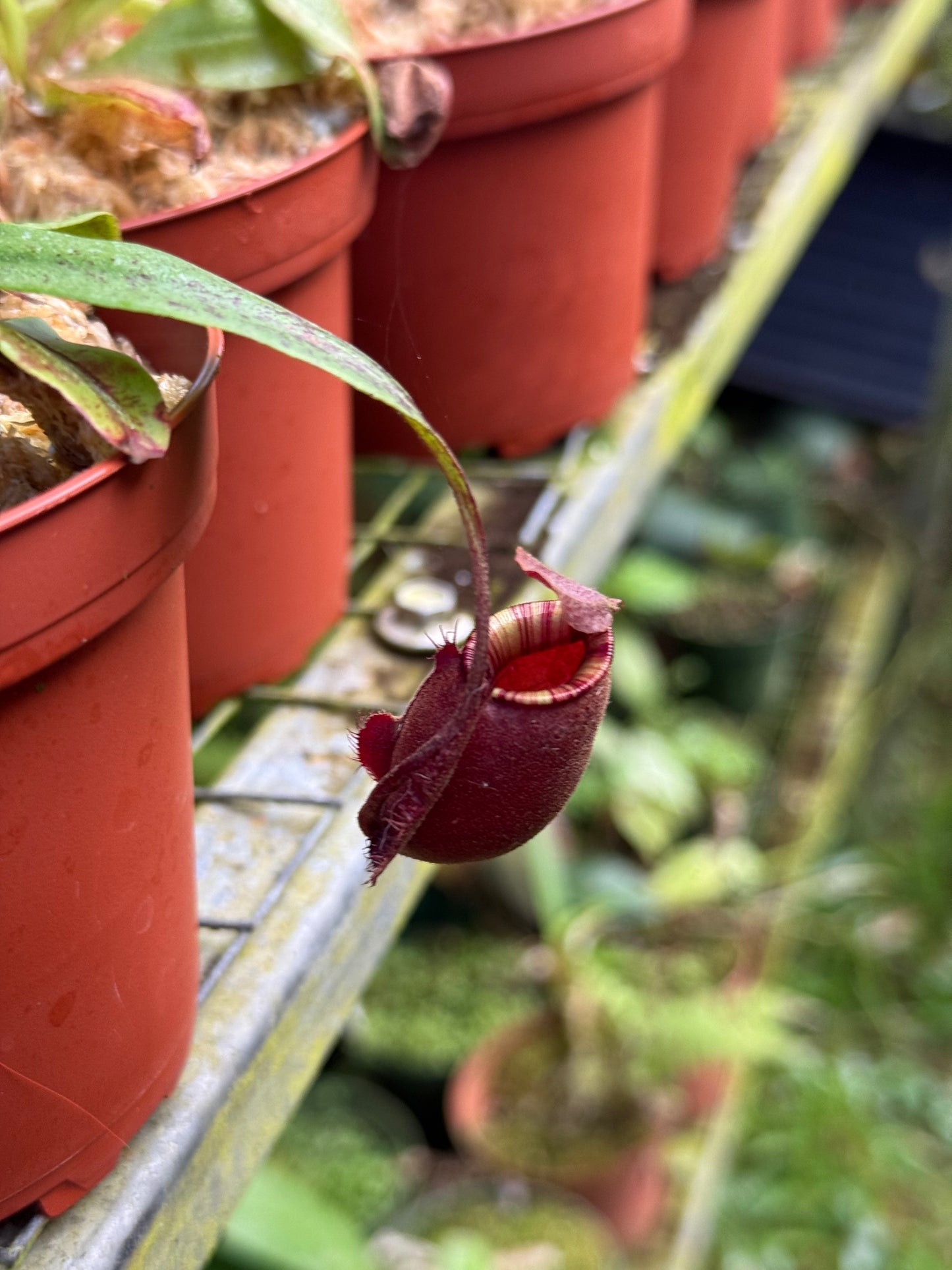 Nepenthes Viking x ampullaria ‘Black Miracle’