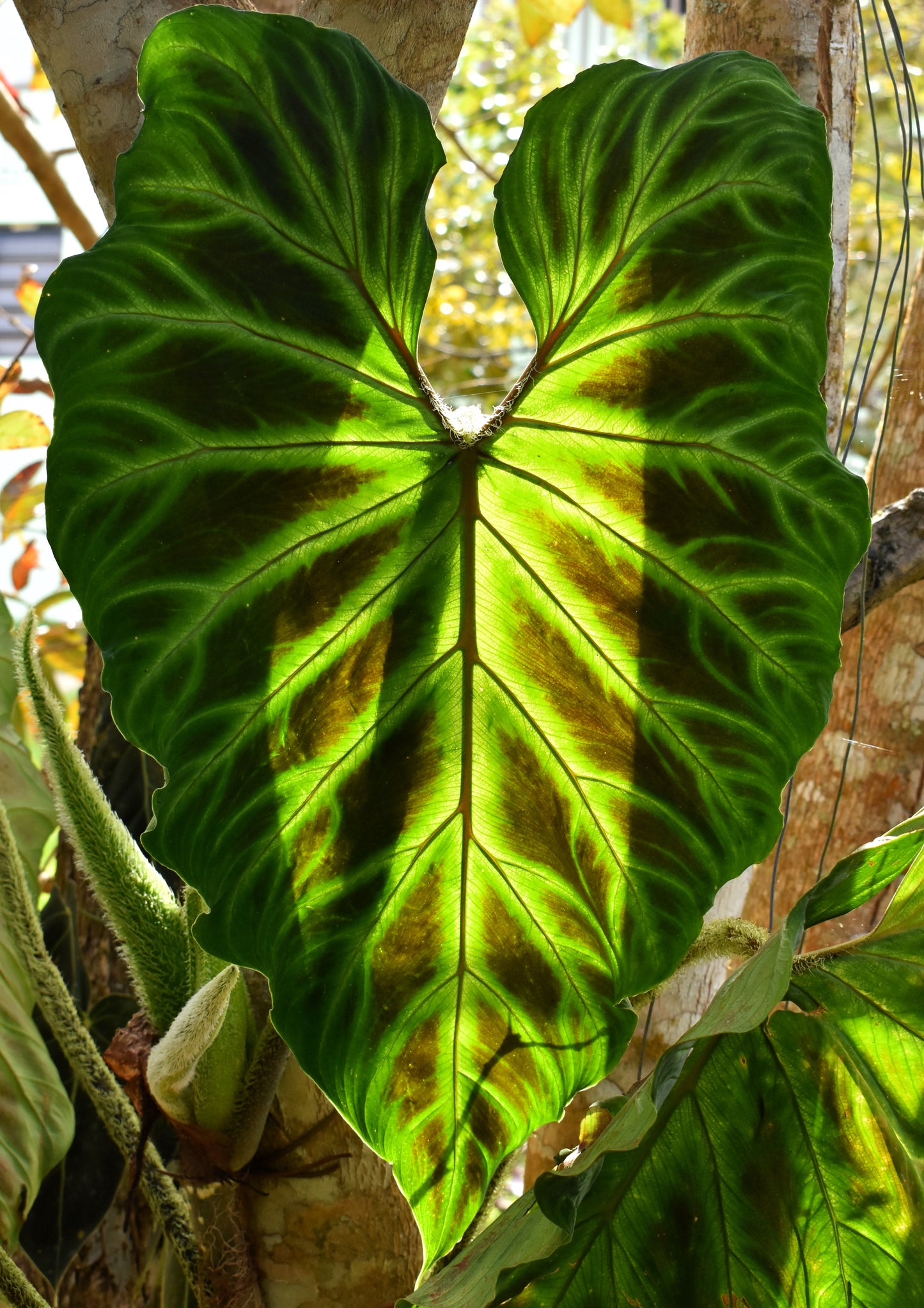 Philodendron verrucosum