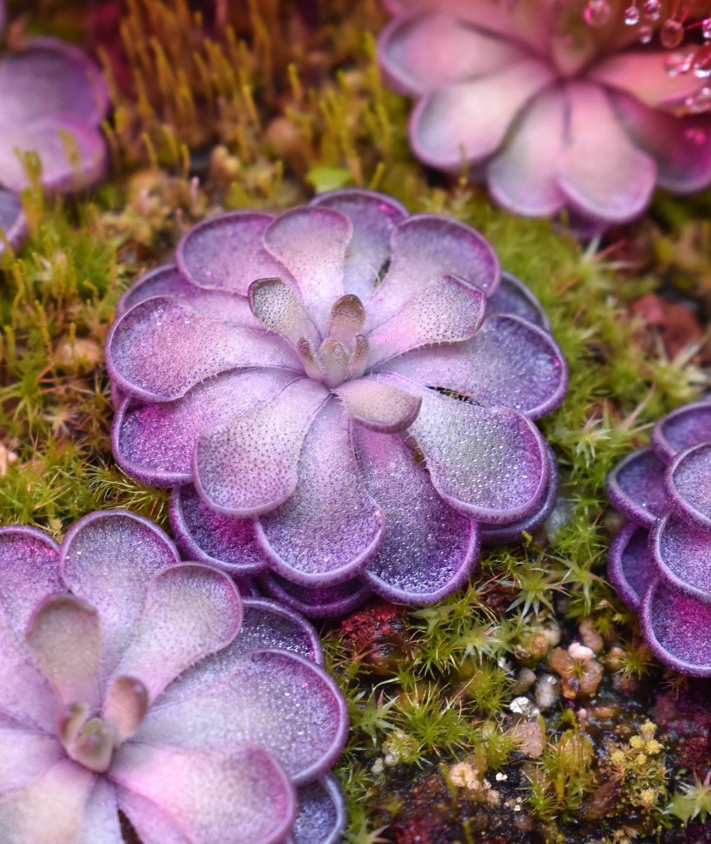 Pinguicula cyclosecta