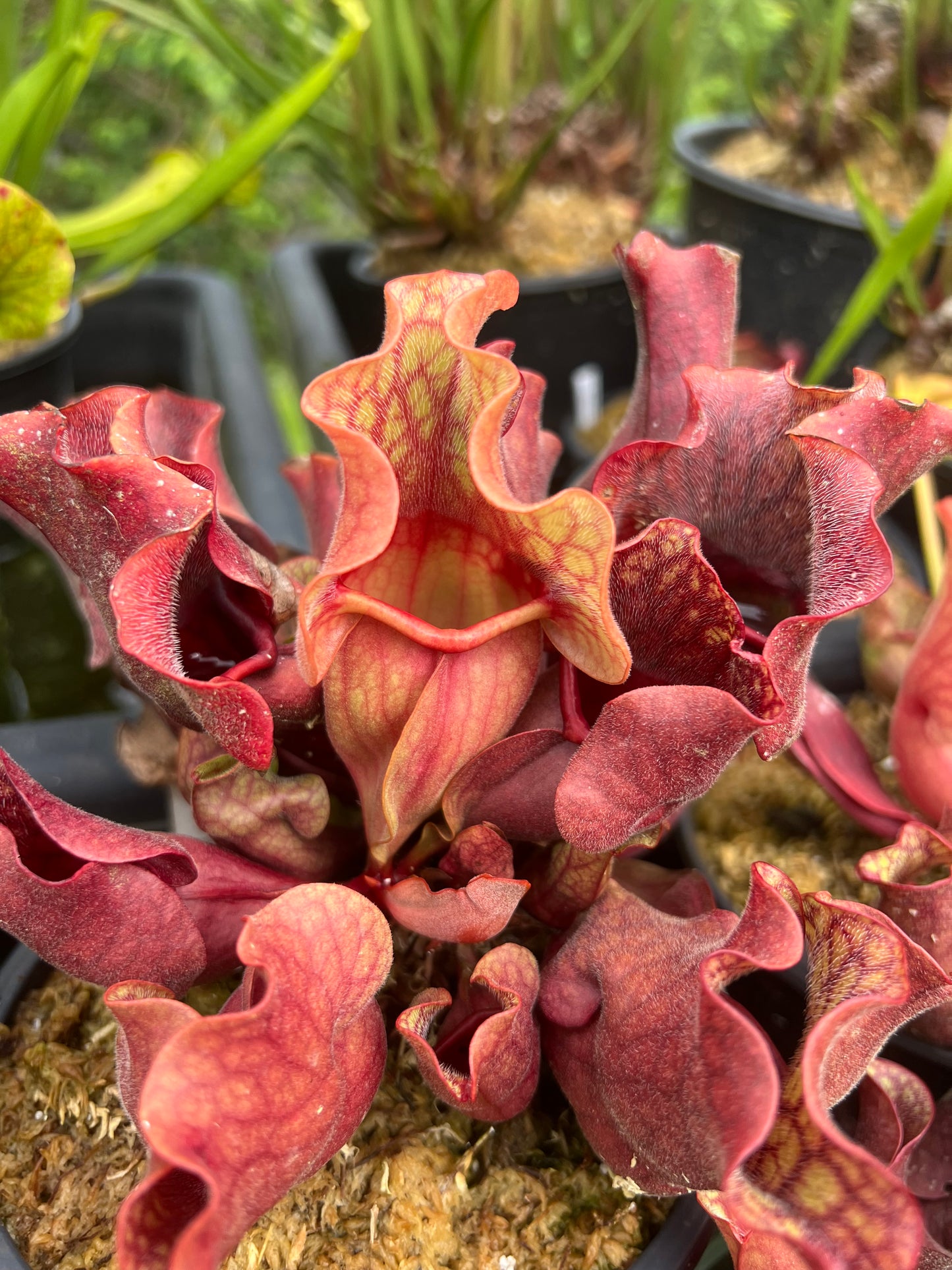 Sarracenia purpurea ssp. venosa