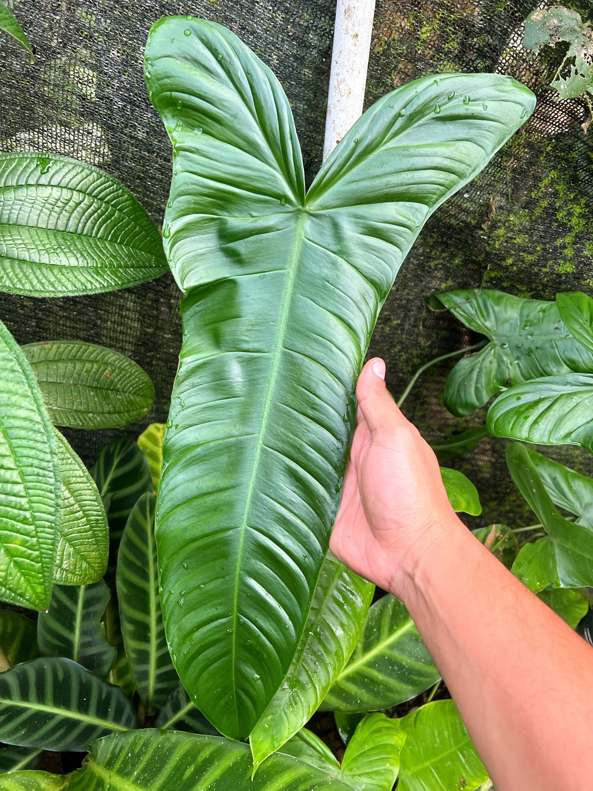 Philodendron sharoniae ‘Mosquera’