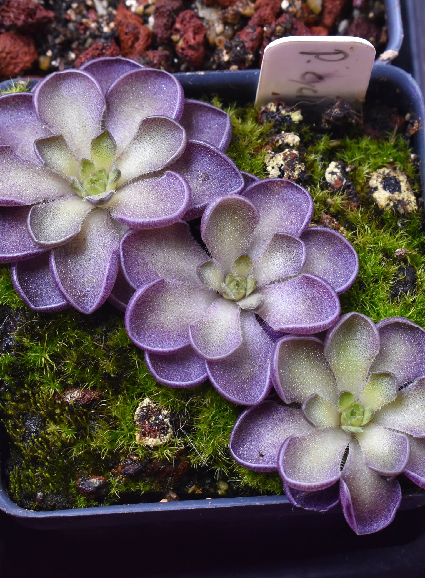 Pinguicula cyclosecta