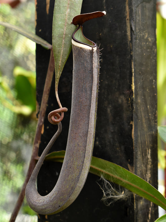 Nepenthes albomarginata Kuching spotted (Black)
