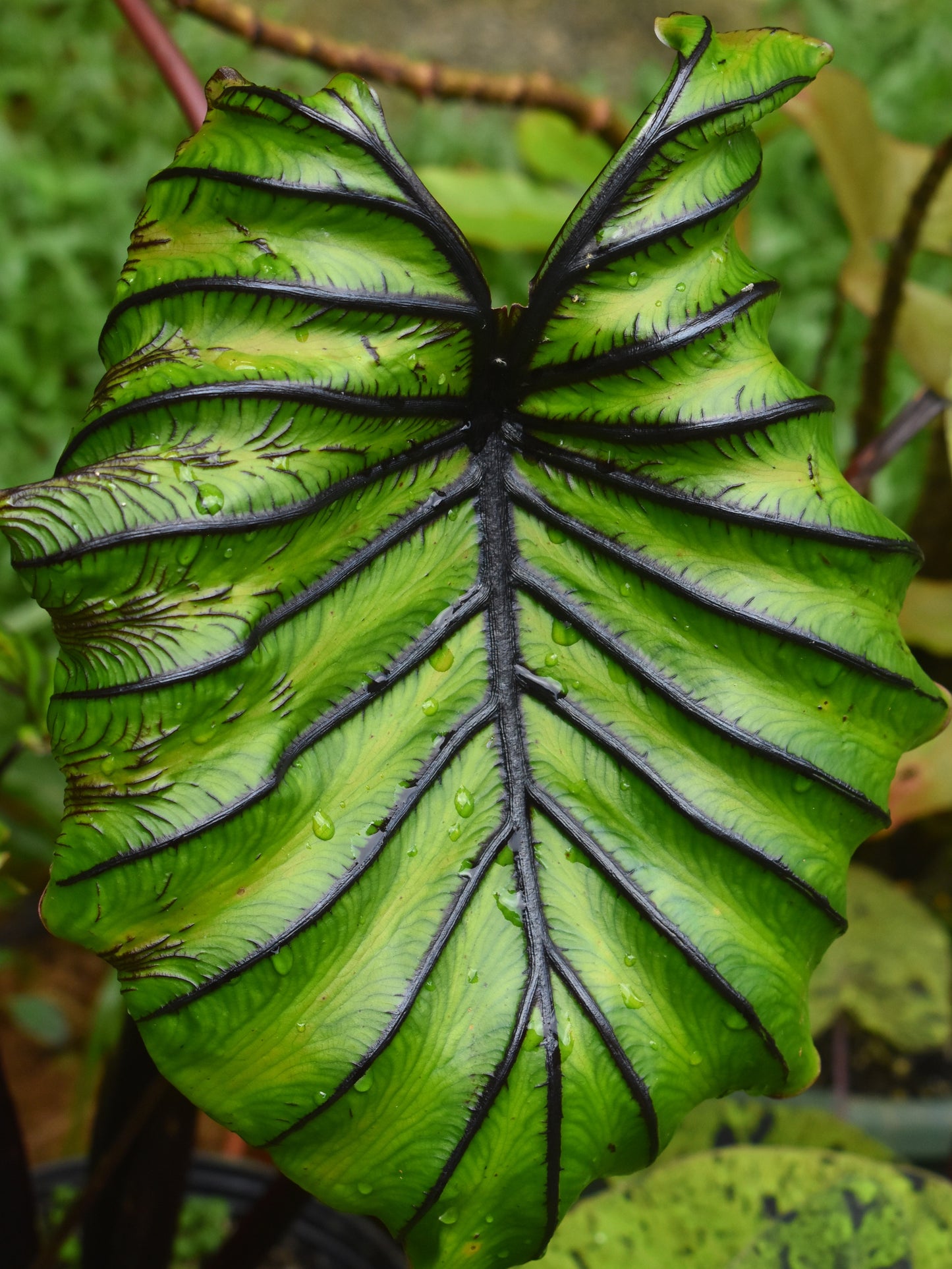 Colocasia ‘Pharaoh’s Mask’