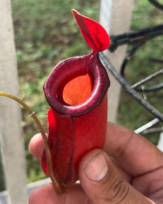 Nepenthes ‘Lady Luck’