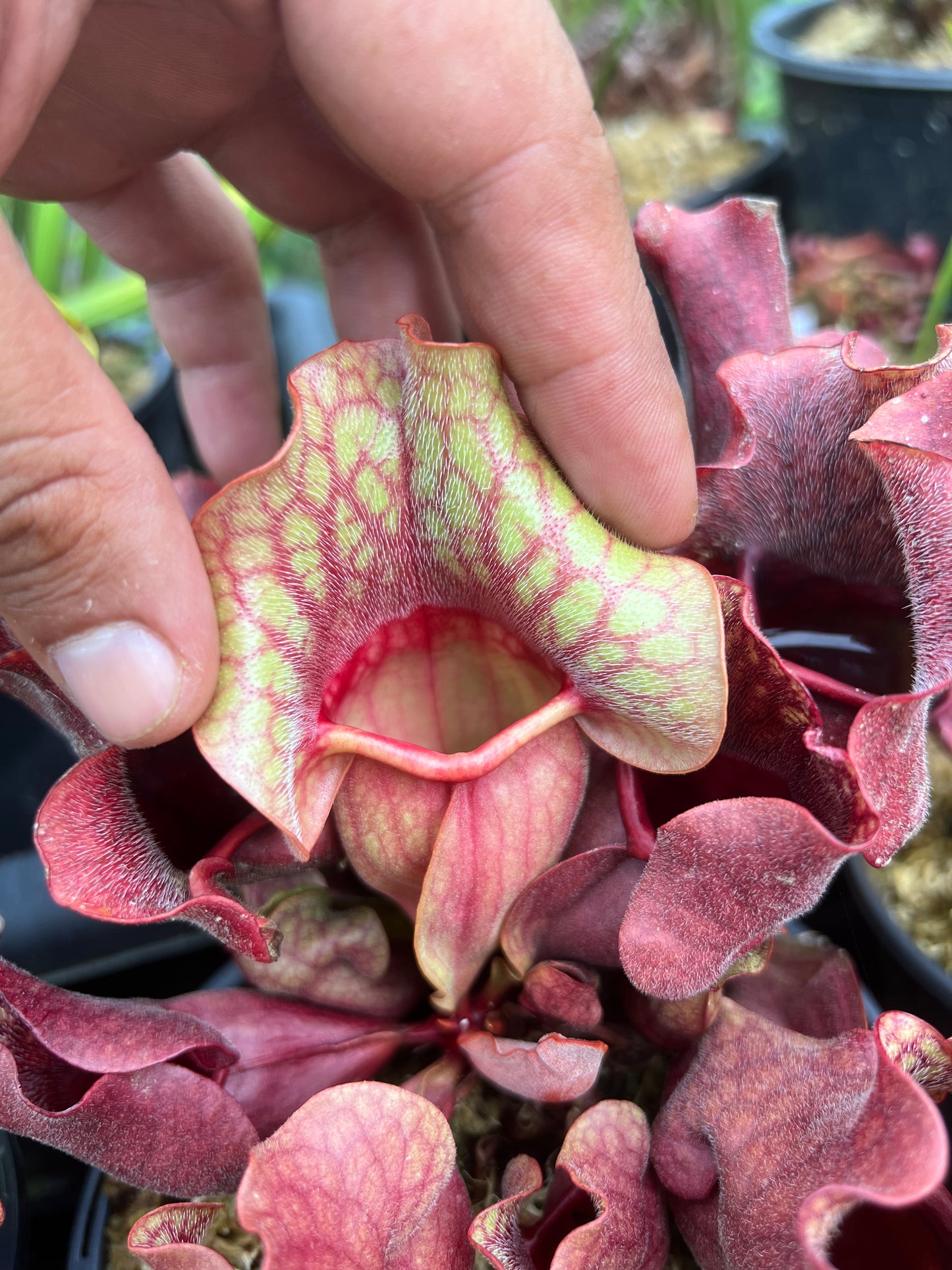 Sarracenia purpurea ssp. venosa