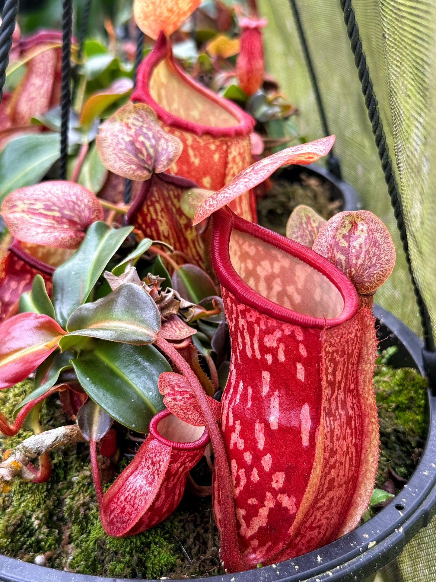 Nepenthes 'St Gaya'