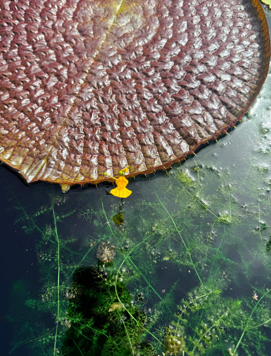 Utricularia vulgaris