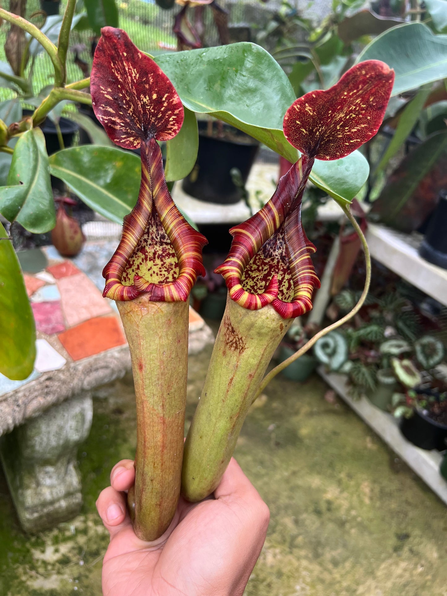 Nepenthes ‘Song of Melancholy’ x truncata