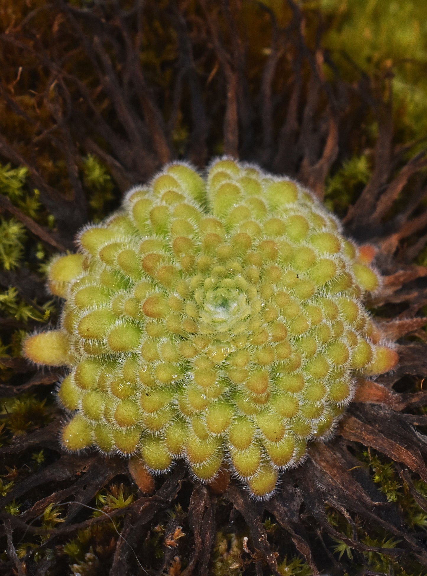 Pinguicula gypsicola