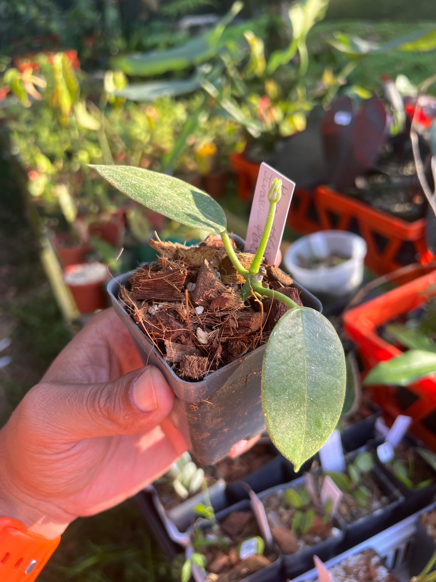 Hoya affinis ‘Red’