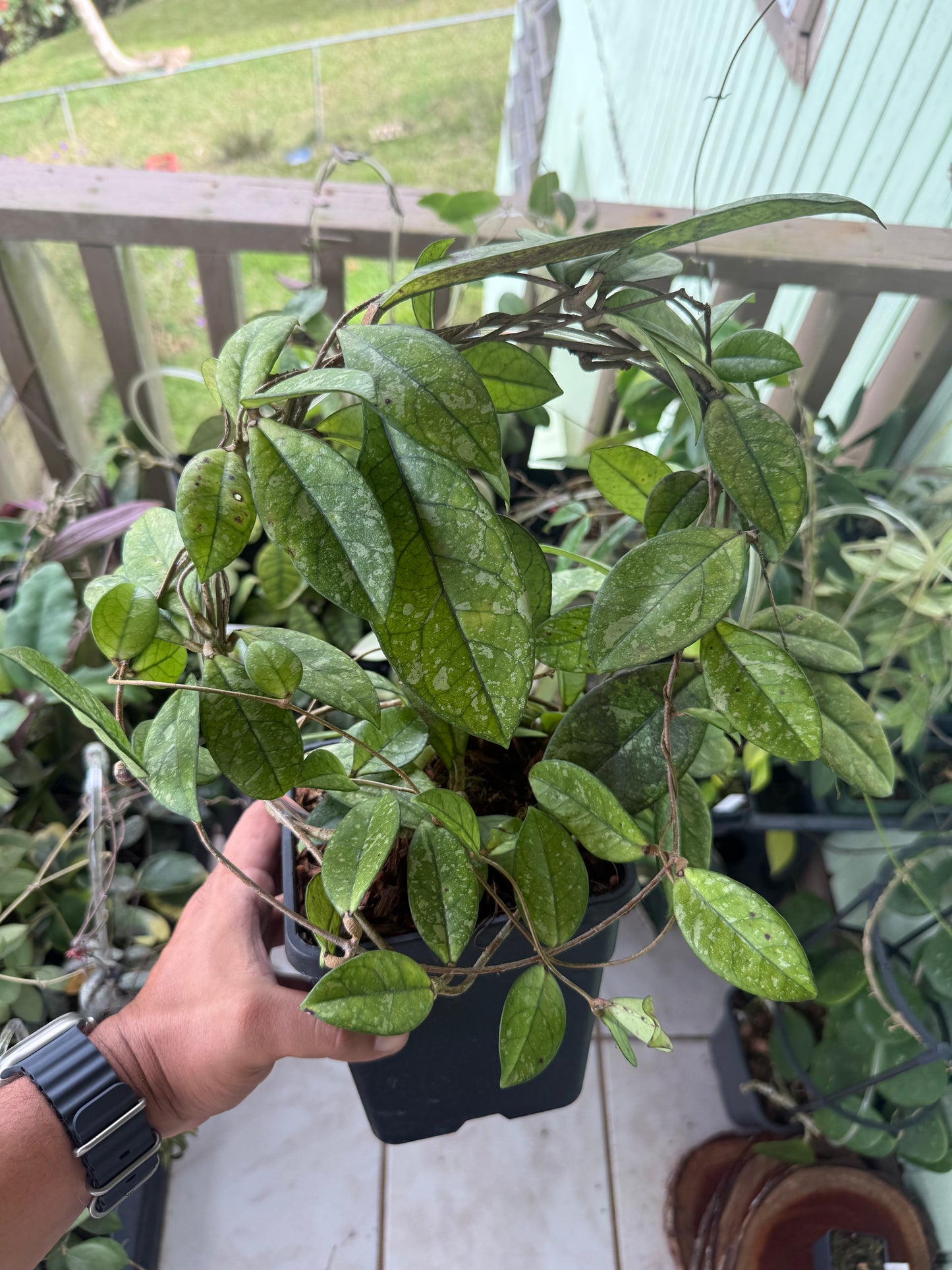 Hoya crassipetiolata Splash
