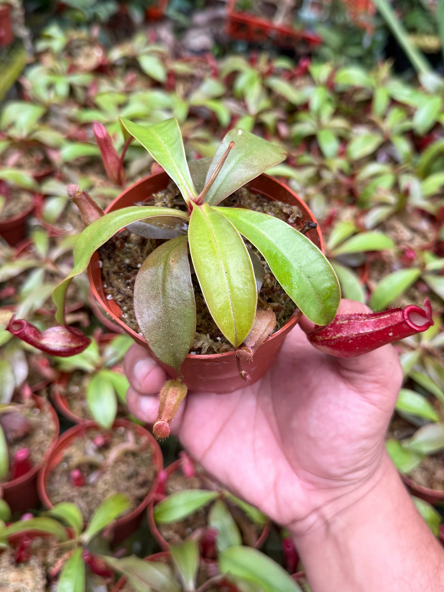 Nepenthes ‘Lady Luck’