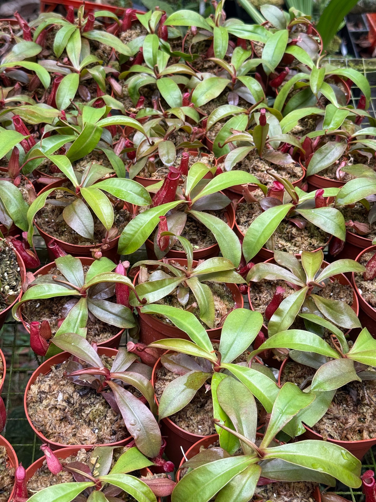 Nepenthes ‘Lady Luck’