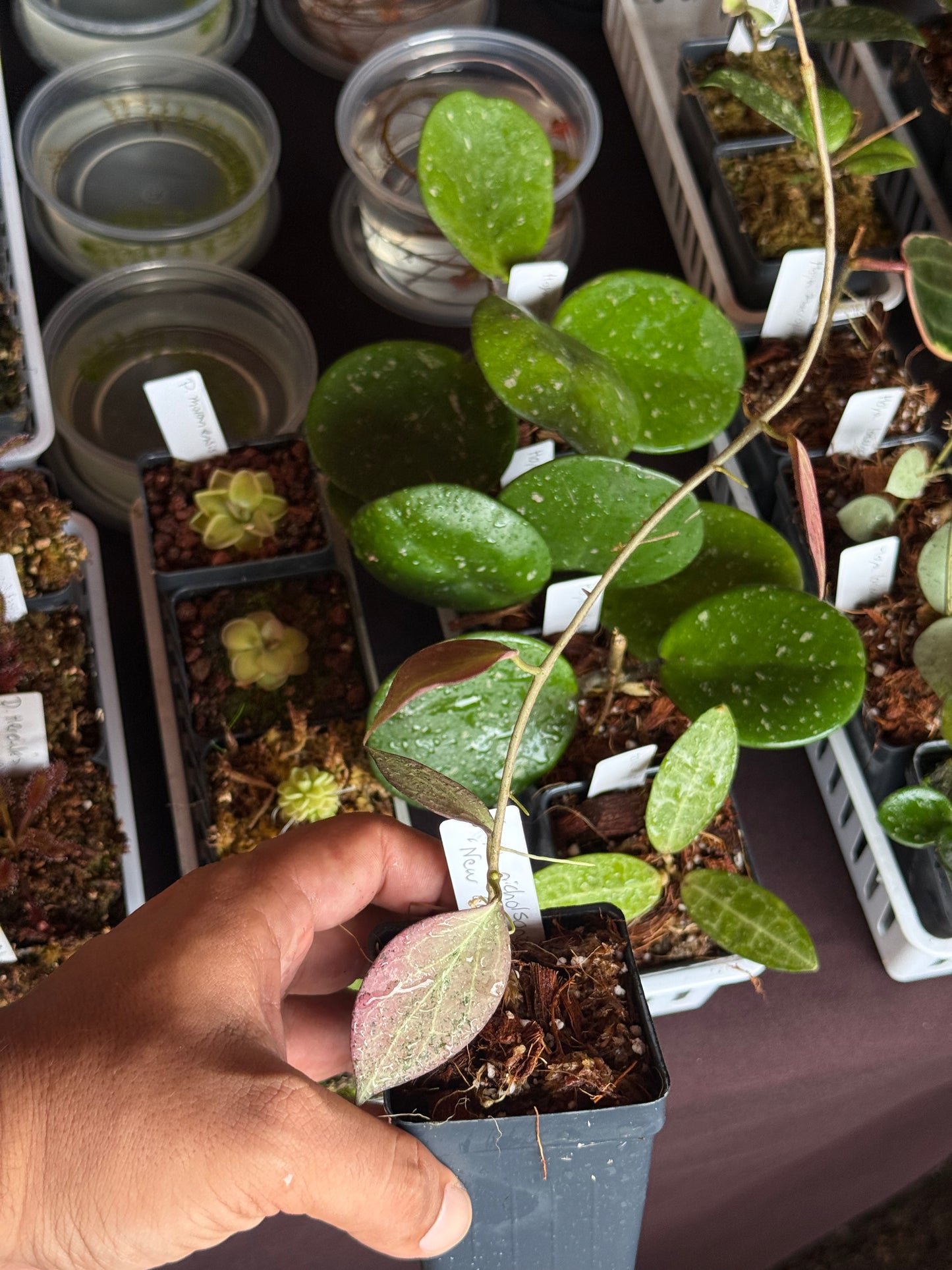 Hoya nicholsoniae ‘New Guinea Ghost’