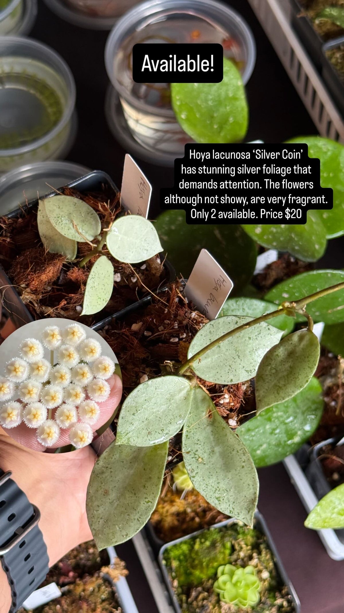 Hoya lacunosa Silver Coin