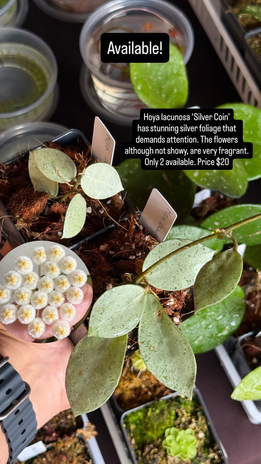 Hoya lacunosa Silver Coin