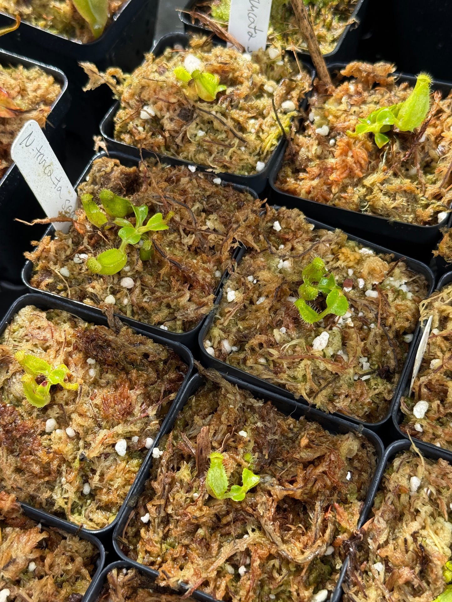 Nepenthes truncata Seed-grown