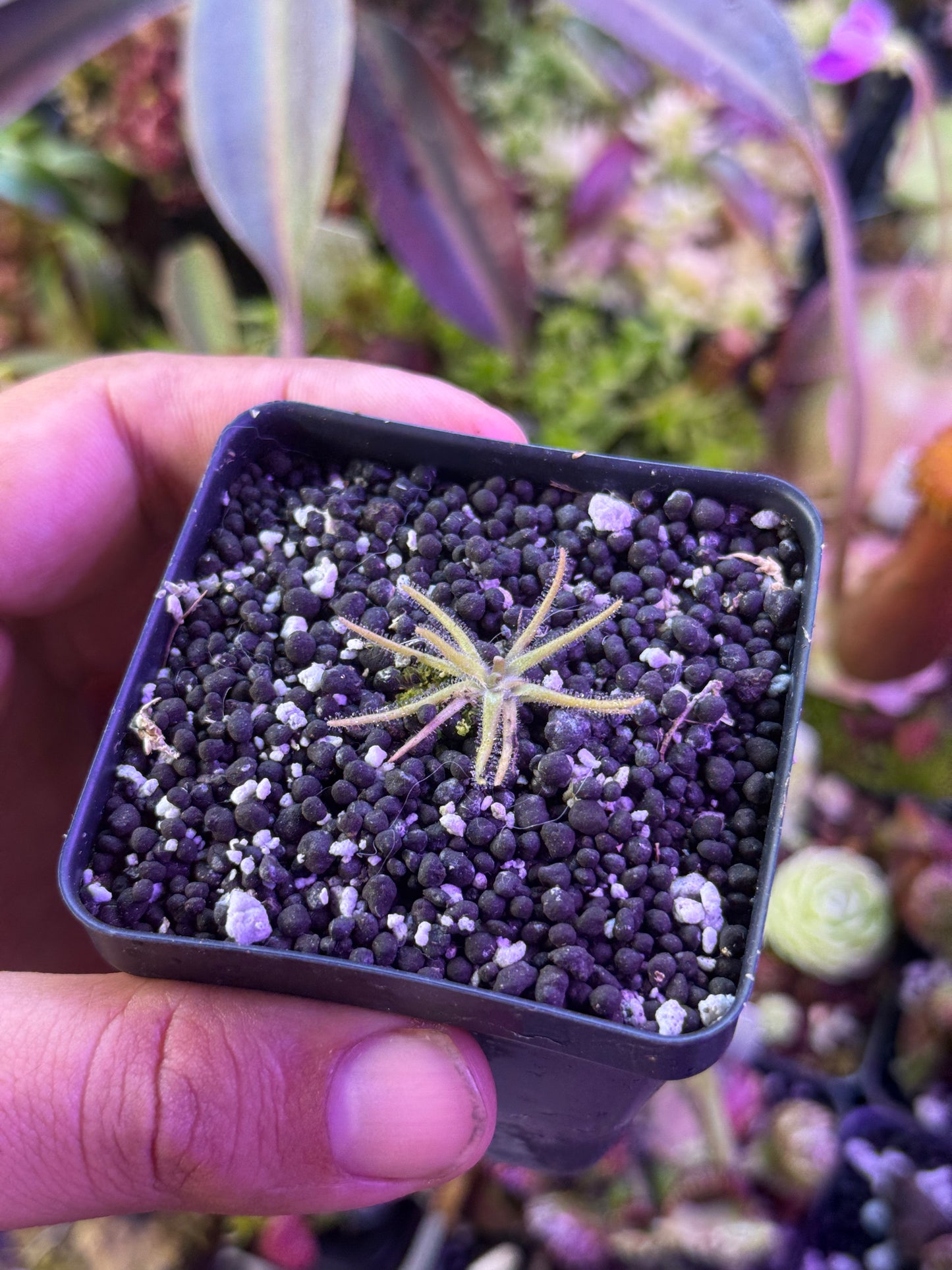 Pinguicula gypsicola