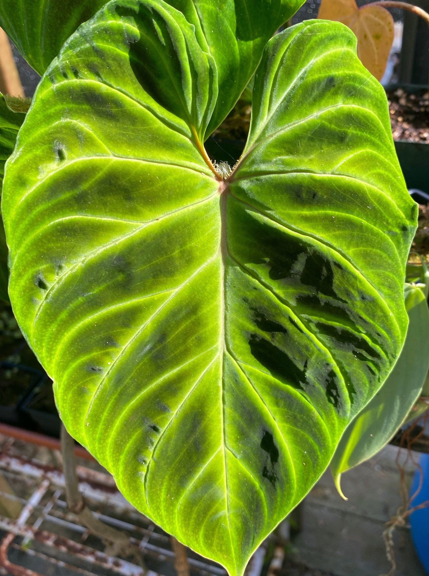 Philodendron verrucosum