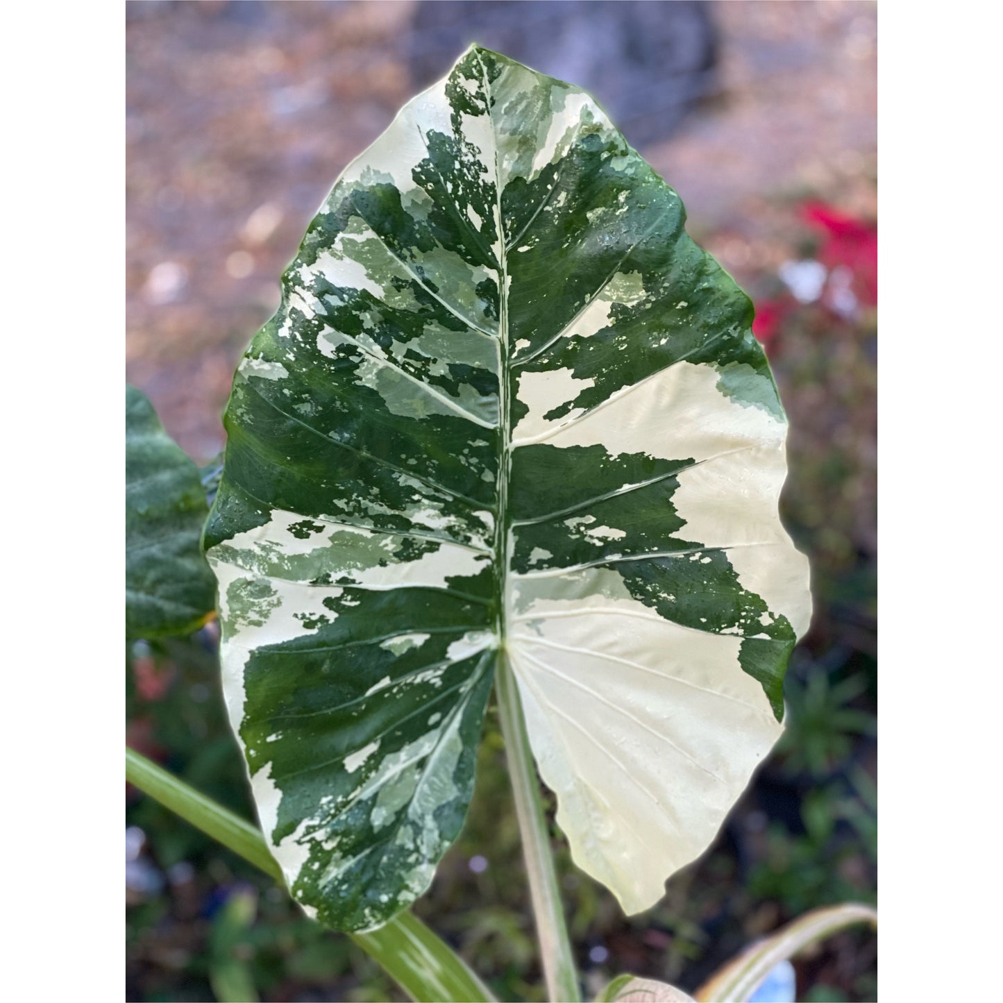 Alocasia macrorrhiza variegata