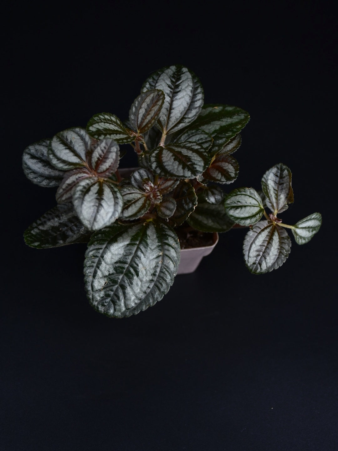 Pilea spruceana “Friendship Plant/Norfolk"